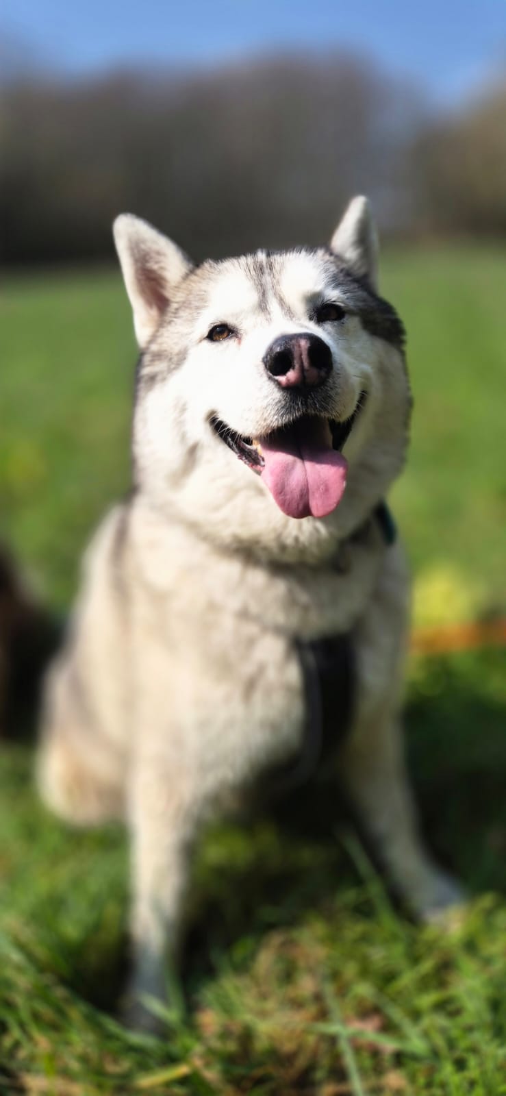 HoneyDog , dogsitter à Margencel