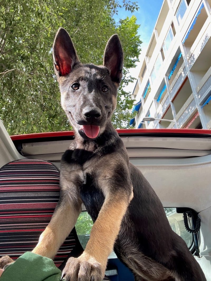 Cani Colo and Cat- Pet Sitter- Chien et chat — dogsitter à Toulon