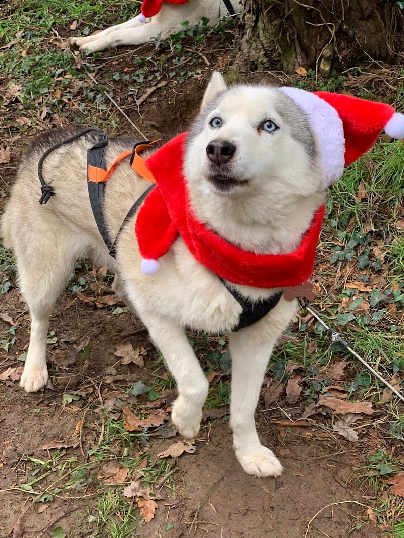 Cani Rando Sibérienne PNCRS35 — dogsitter à Bruz