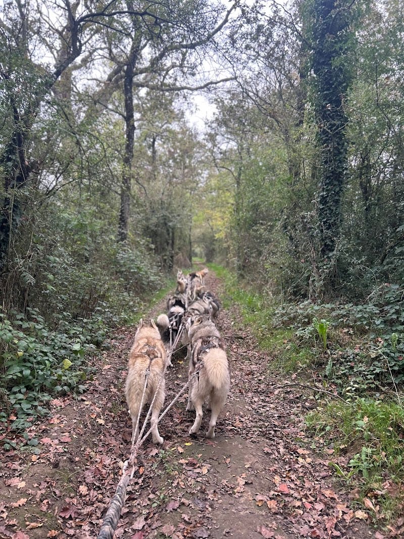 Cani-tout tout — dogsitter à Laval