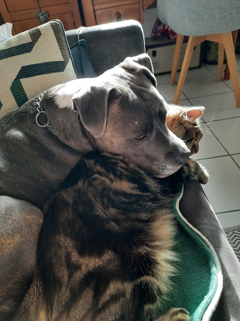 CaniCat's — dogsitter à Colomiers