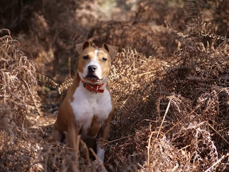 Canifuté — dogsitter à Toulouse
