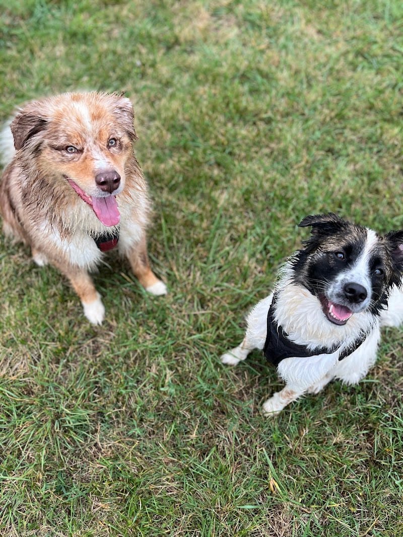 CaniLo've — dogsitter à Muret