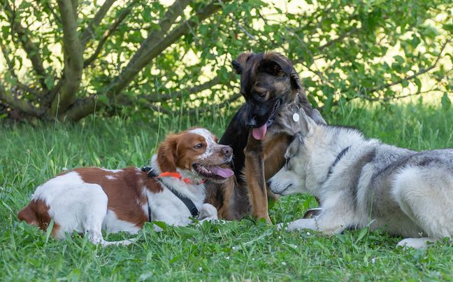 CANIN CONCEPT — dogsitter à Obernai