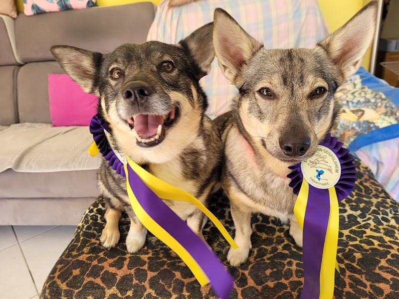 Canin Sérénité — dogsitter à Haguenau