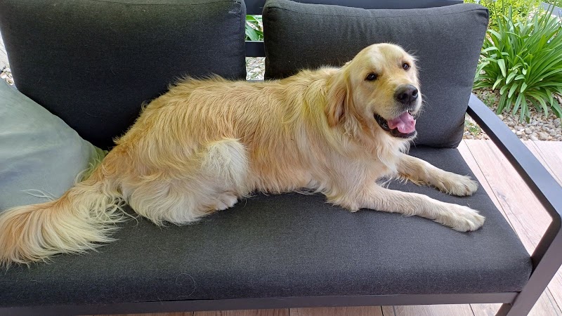 Canine & Vous — dogsitter à Les Sables-d'Olonne