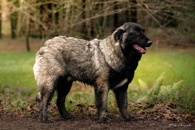 Canis Disciplina, éducation et comportementalisme canin — dogsitter à Ernée