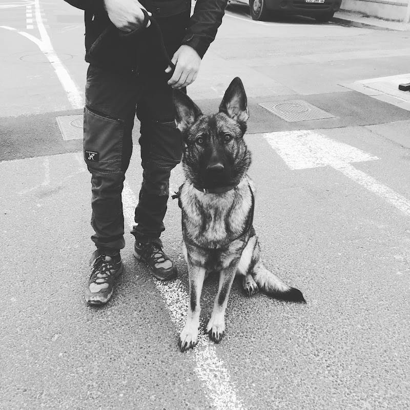 Canis Major — dogsitter à Pornic