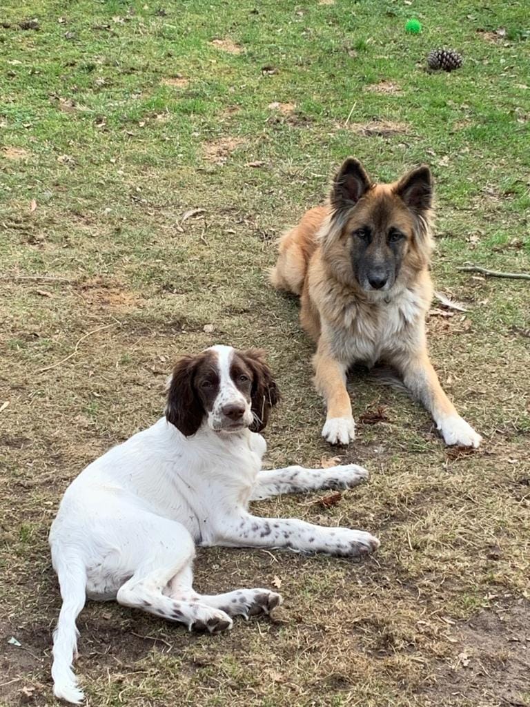 CapDog and Co — Garde d’animaux Taussat Lanton — dogsitter à La Teste-de-Buch