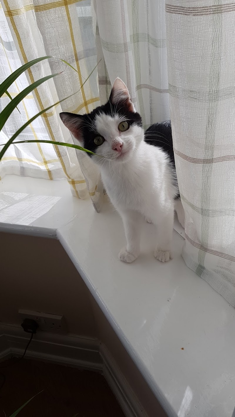 Castel Didier — dogsitter à Calais