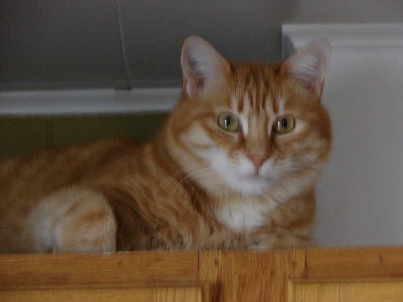 cath's cocoon — dogsitter à Draguignan