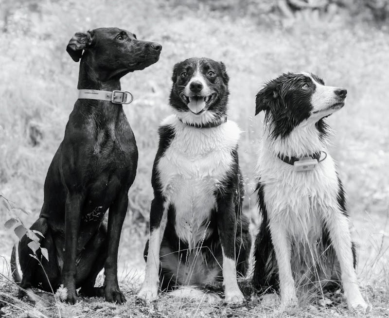 CELTI'DOG — dogsitter à Reichshoffen
