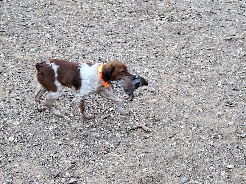 centre canin des belles d'automne — dogsitter à Vidauban