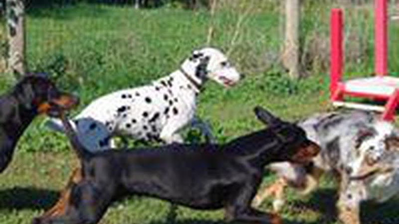 Centre Canin La Grignande — dogsitter à Nîmes