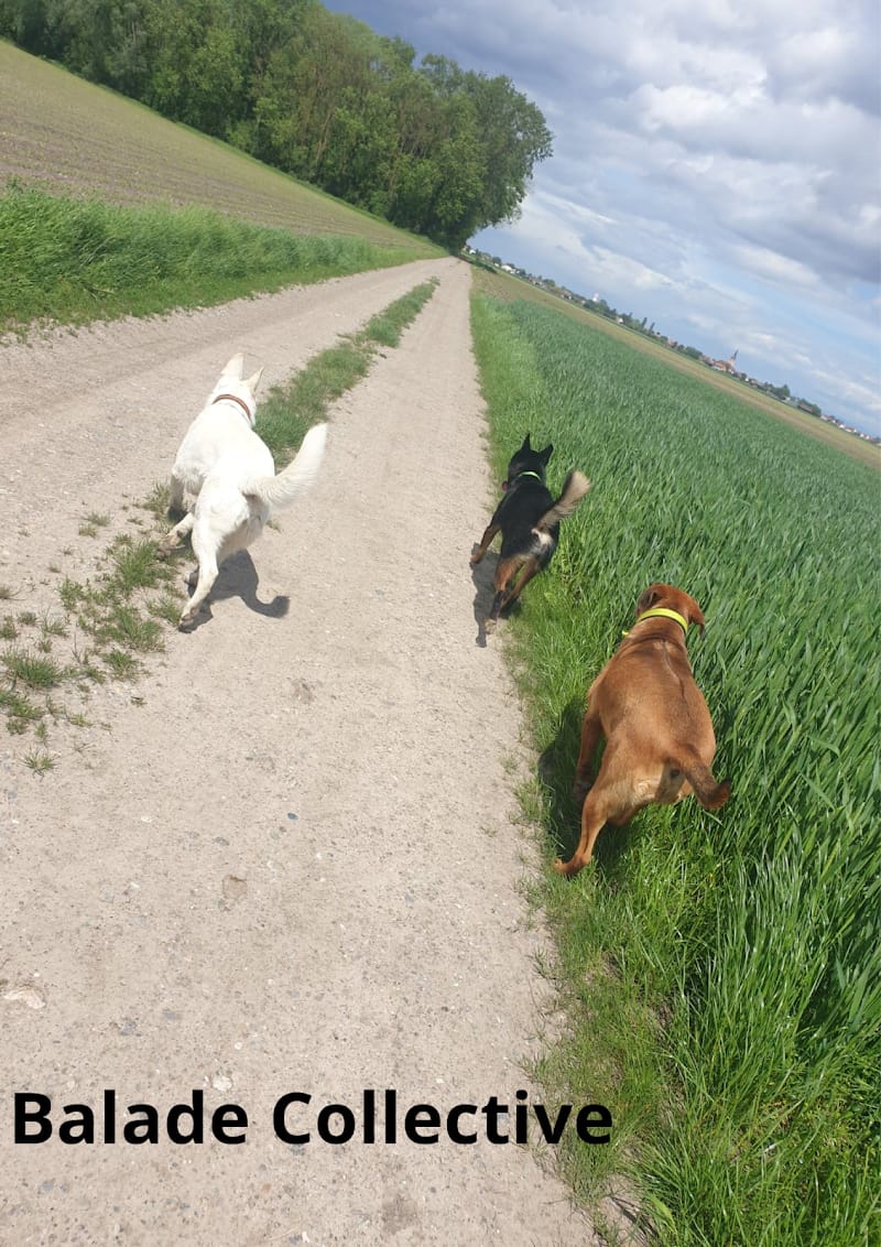 Cha' & Chien — dogsitter à Colmar