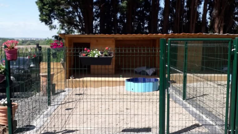 Chambres d ' Hôtes pour chien du Mont d'Hiver — dogsitter à Hazebrouck