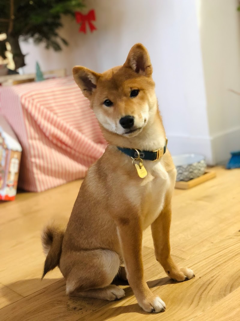 Charlotte - Dogsitter depuis 2017 — dogsitter à Paris