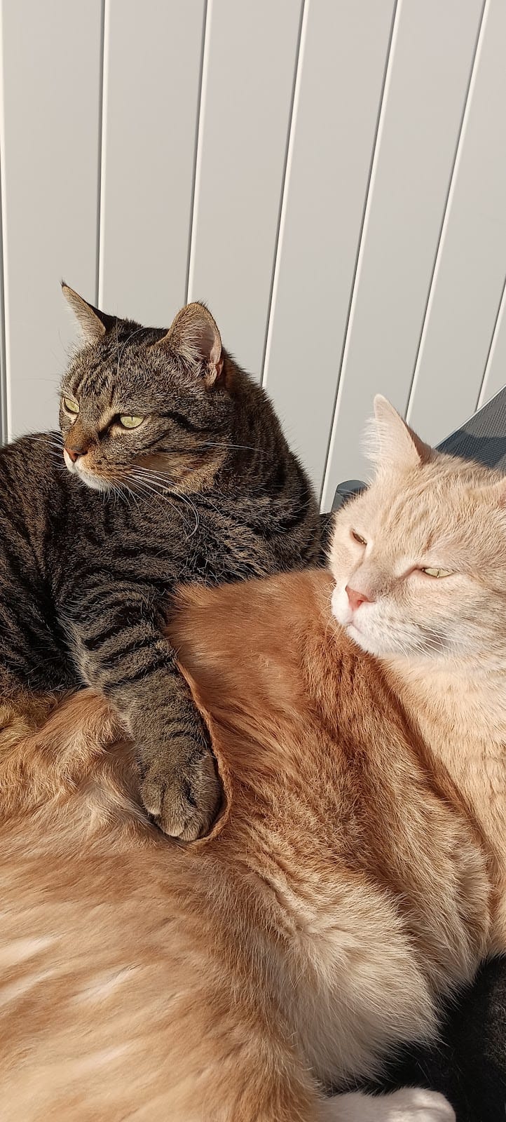 Chat L'heureux et Lili — dogsitter à Hyères