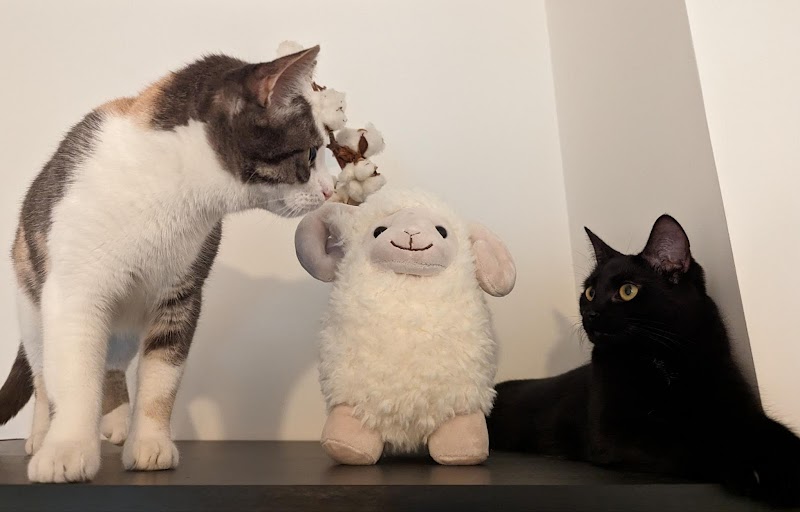 Chatperlipopette — dogsitter à Rennes