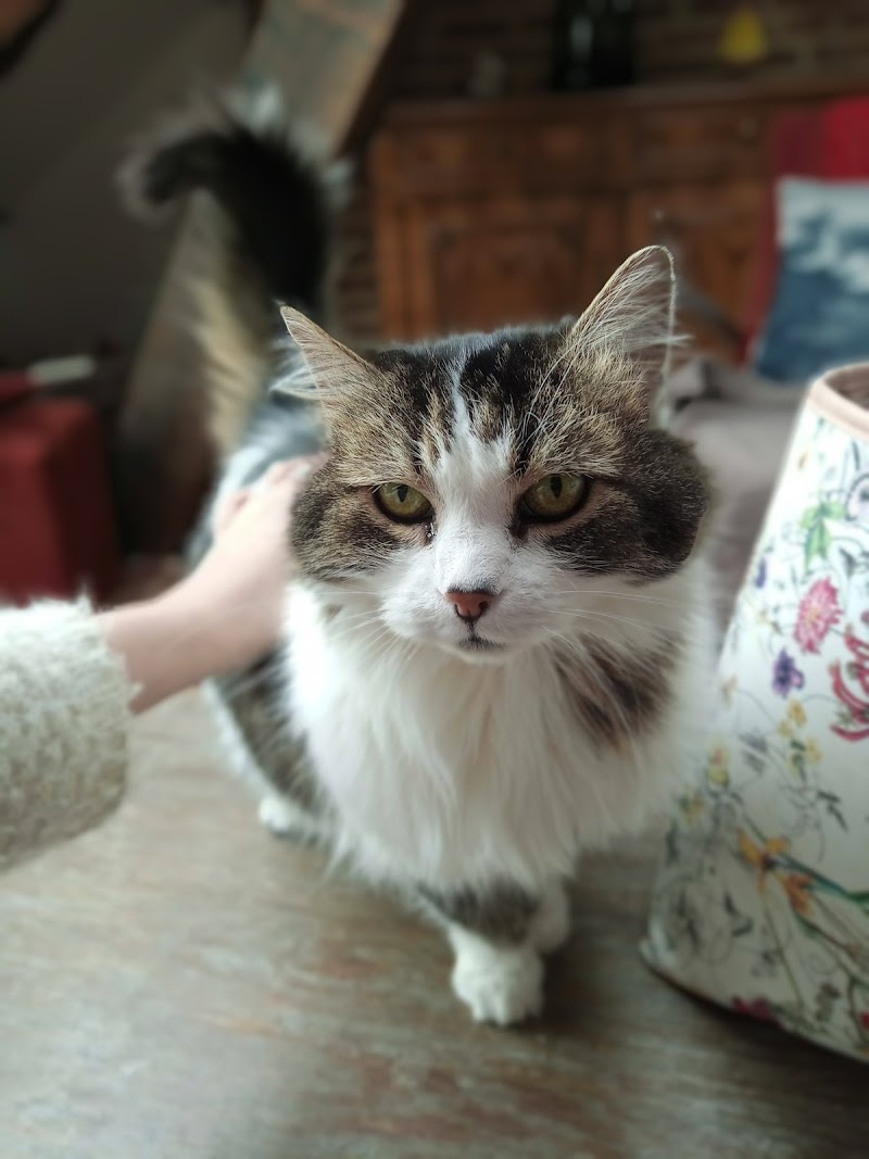 Chatpristi Service — dogsitter à Le Rheu