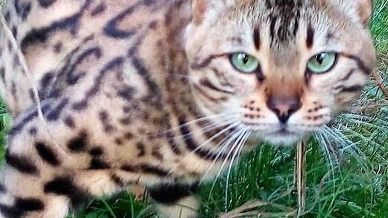 Chez Flo - Vendays — dogsitter à Lesparre-Médoc