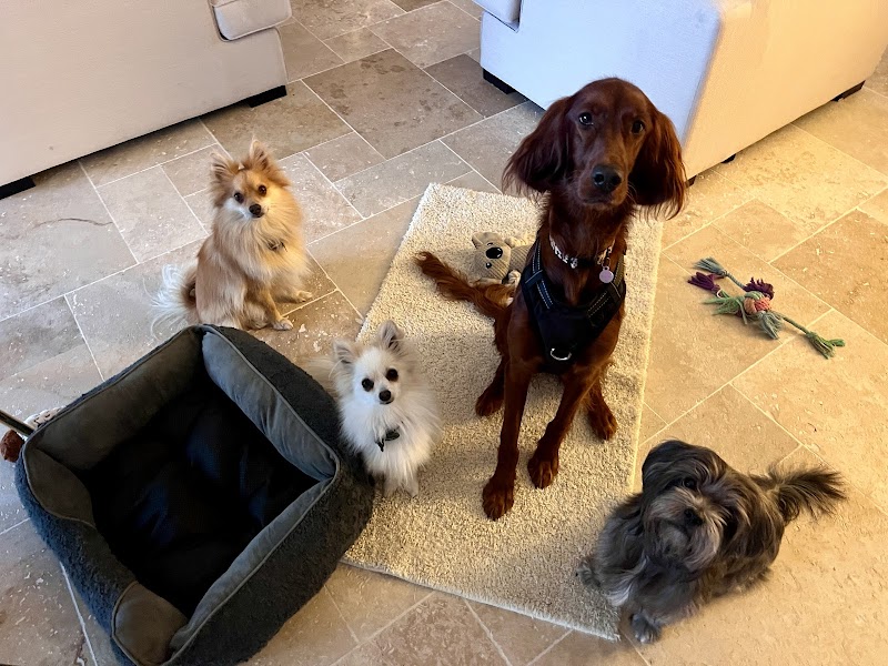 Chez Fox et Lily pension canine — dogsitter à Nice