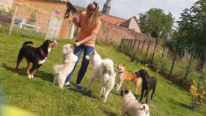 Chez Laïka & Myla — dogsitter à Obernai