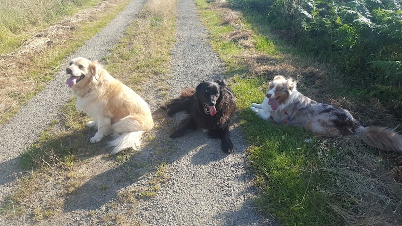 Chez lili pension pour chien comme à la maison — dogsitter à Fougères