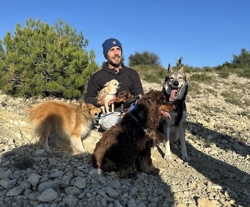 Chez Peter votre Petsitter — dogsitter à Cavaillon