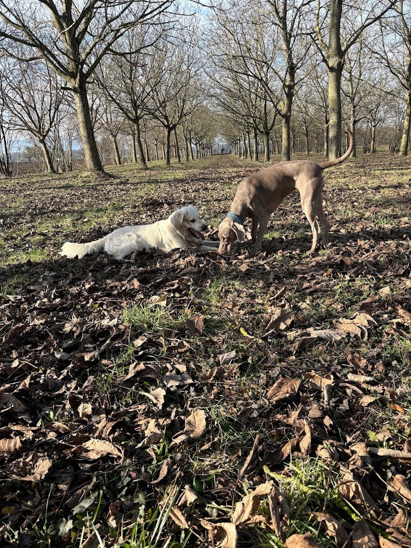 Chez Rubis & Cie — dogsitter à Illkirch-Graffenstaden