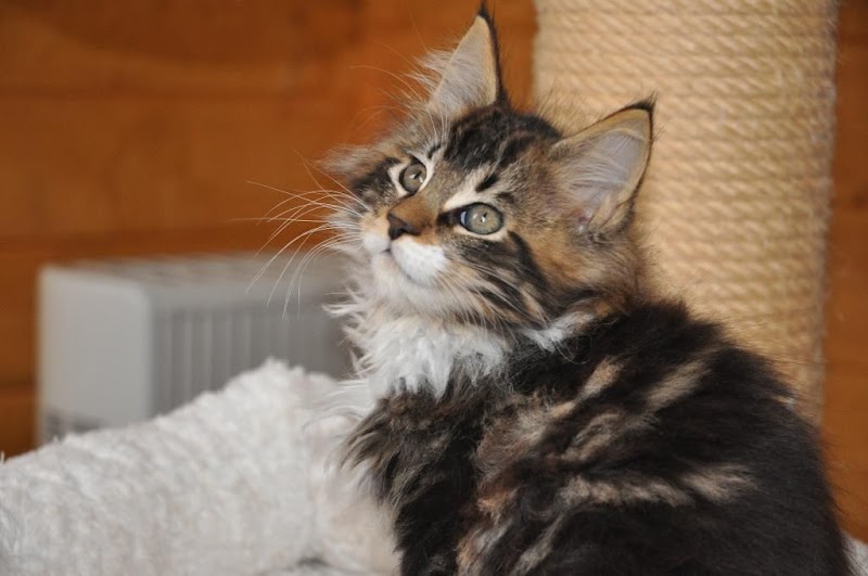 Chiens Chats Vienne — dogsitter à Vienne