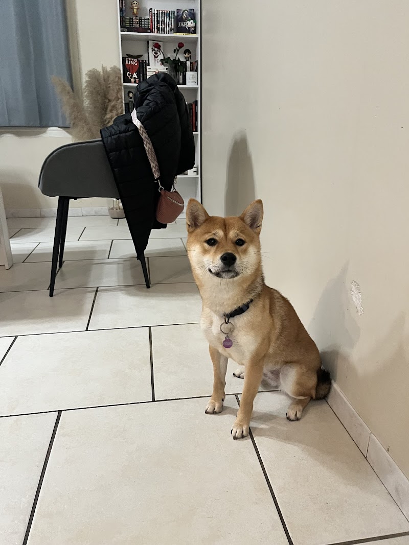 chris&compagnie petsitting — dogsitter à Salon-de-Provence