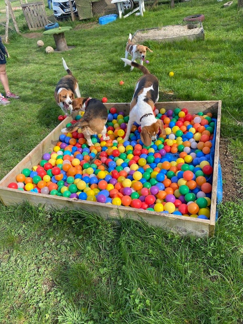 Chris'Olympe — dogsitter à Villeurbanne