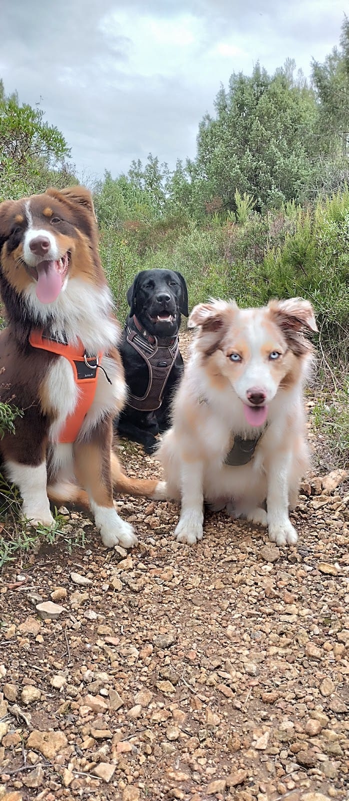 Ciaky Dog Service - Pet sitter — dogsitter à Antibes