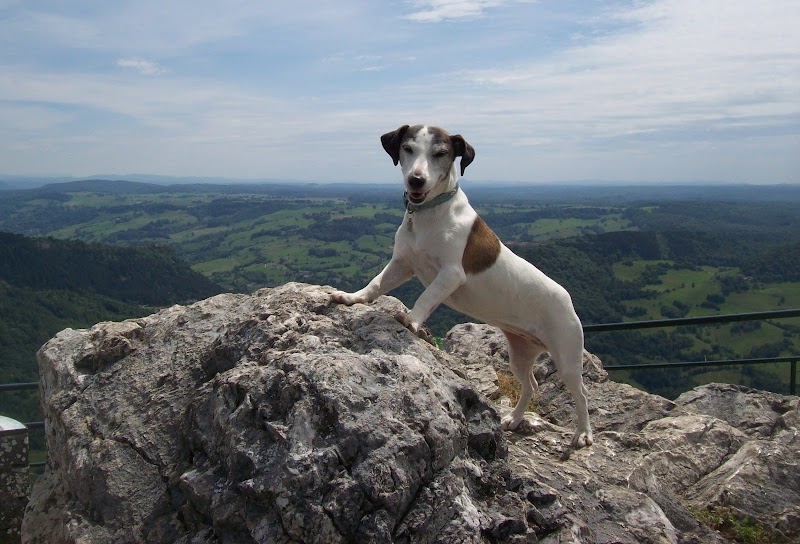 Clefs aux pattes — dogsitter à Hazebrouck