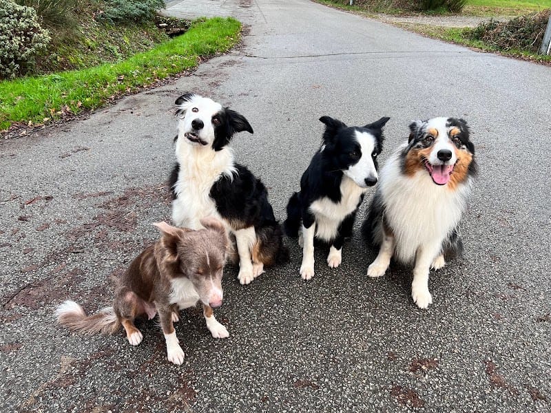 Compagnons Canins — dogsitter à Theix-Noyalo