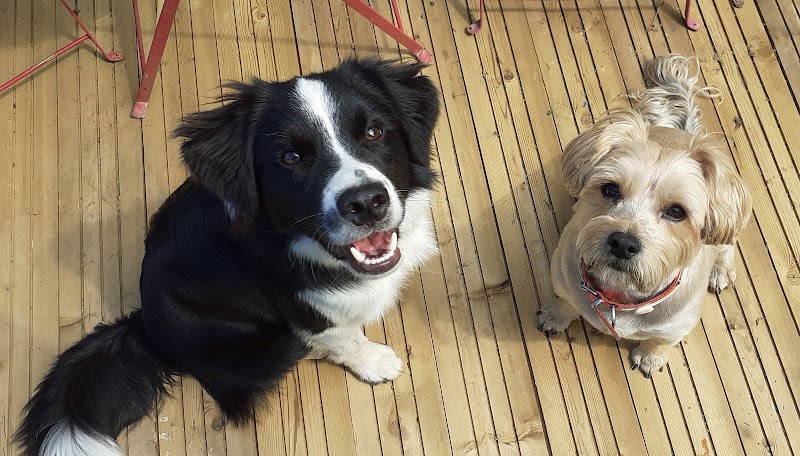 Company Pattes et Campagne — dogsitter à Bédarieux