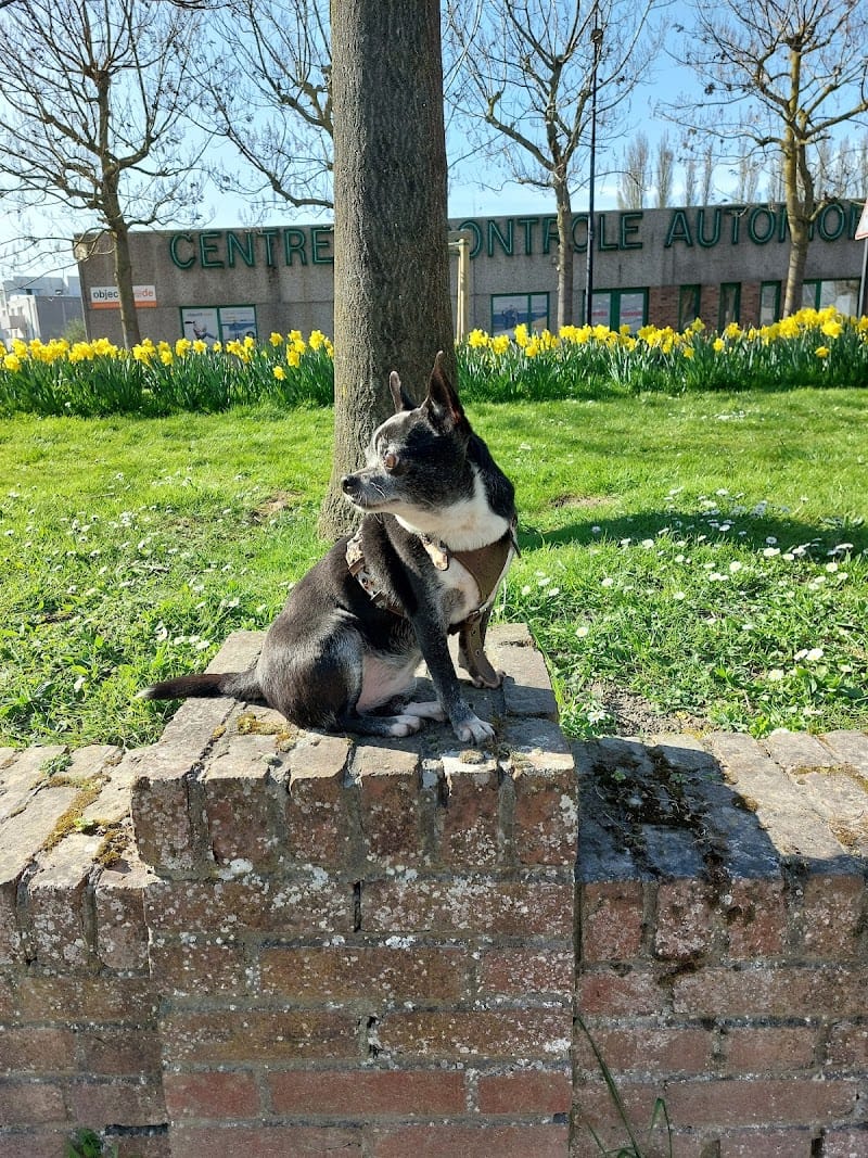 Complice des 4 pattes – Pet-sitter — dogsitter à Valenciennes