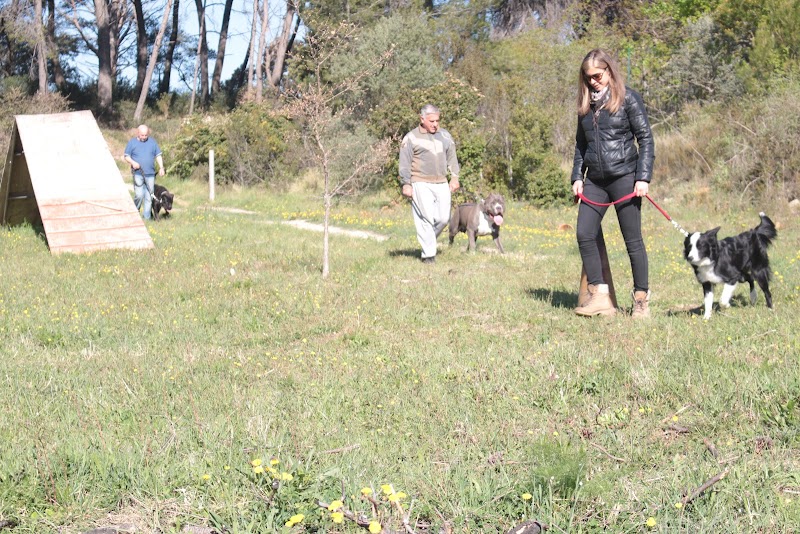 Cyn'Elite — dogsitter à Aix-en-Provence