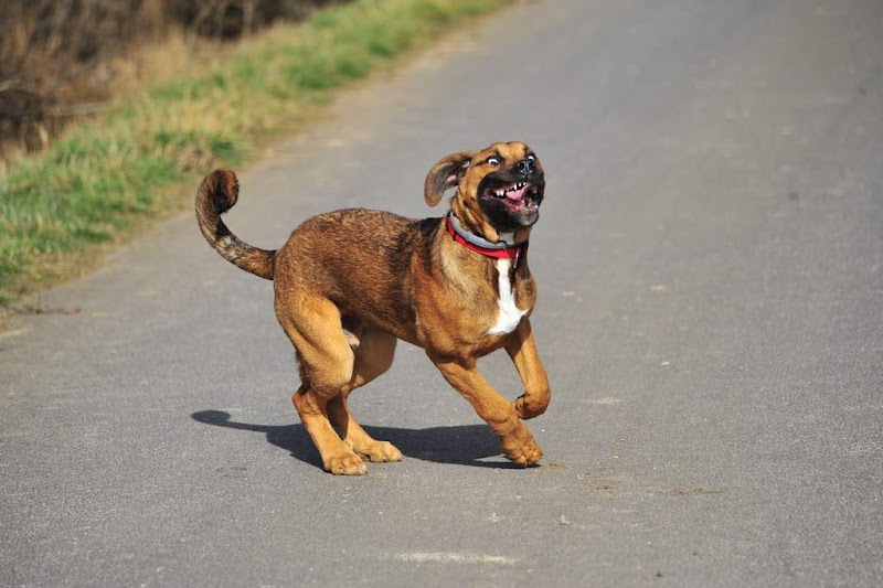 Cyn'Hôtel — dogsitter à Haguenau