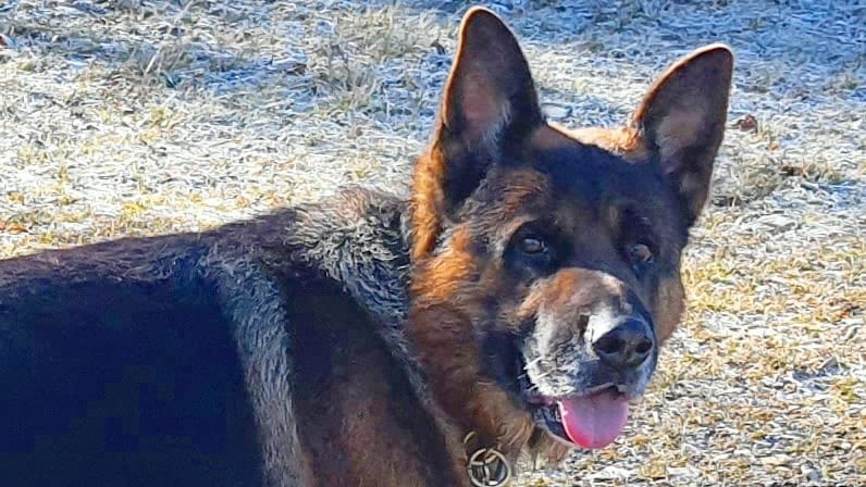 Cyno Training pro dog — dogsitter à Apt