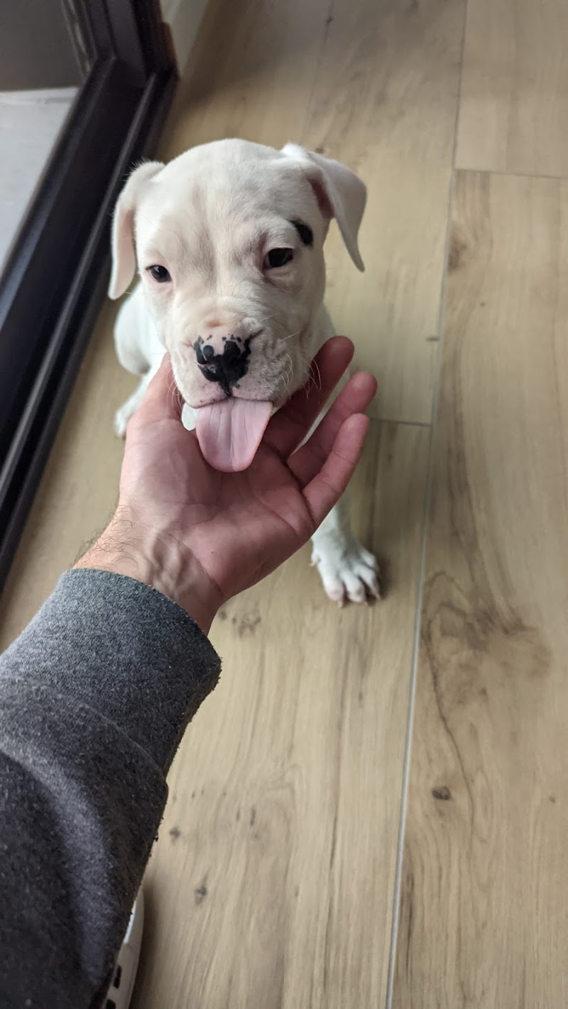 Del Camino Del Oro Blanco — dogsitter à Denain