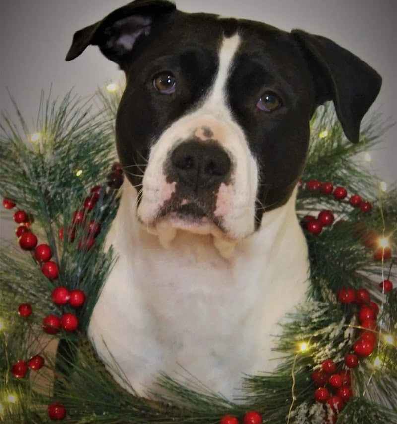 Des Etoiles d'Amérique — dogsitter à Segré-en-Anjou Bleu