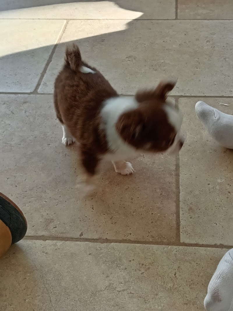 Des Gardiens de Cendrillon Sénas — dogsitter à Salon-de-Provence