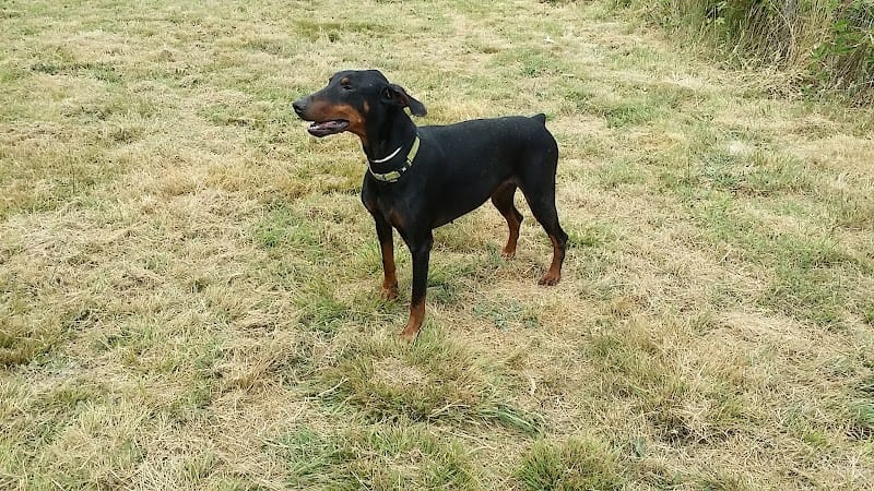 Des Pres Magres — dogsitter à Lesparre-Médoc