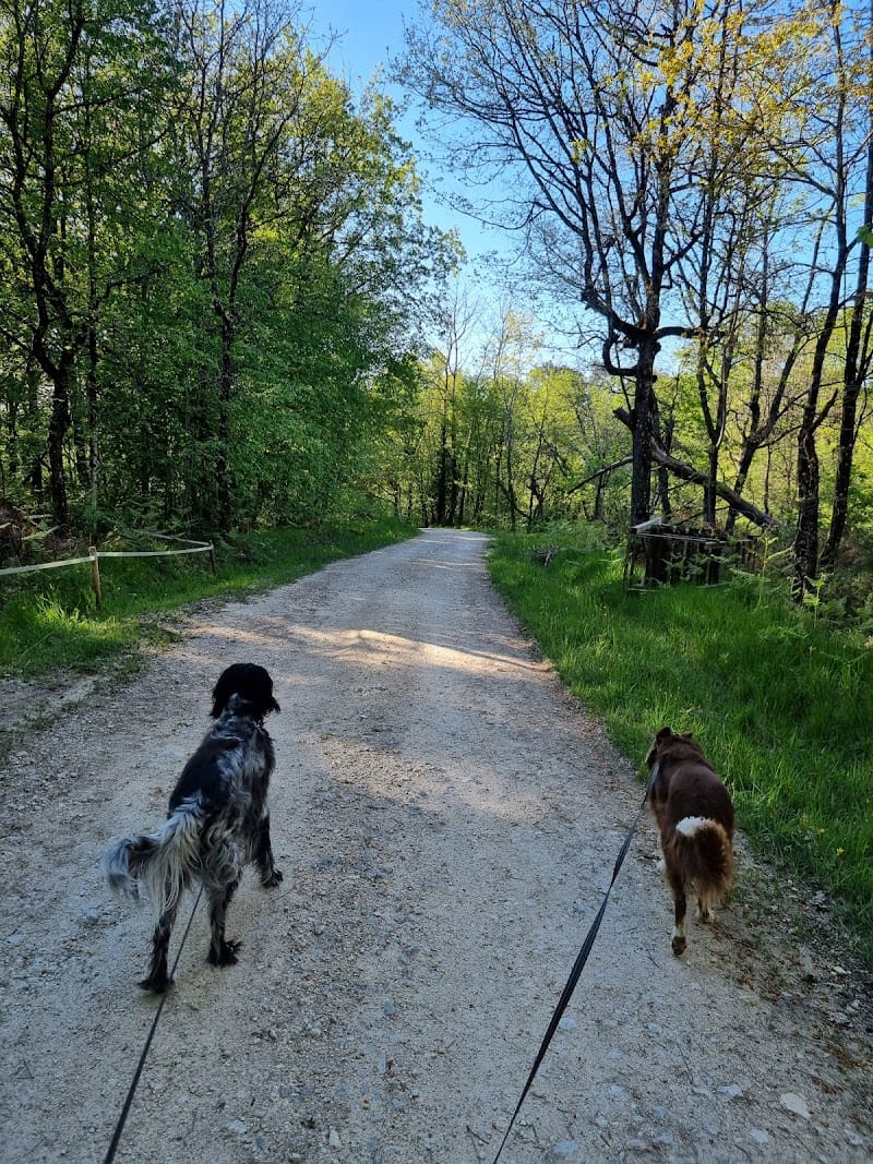 Dobby sitting — dogsitter à Bergerac