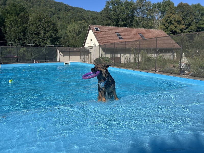 Dog Center Pension et psychologie canine — dogsitter à Obernai