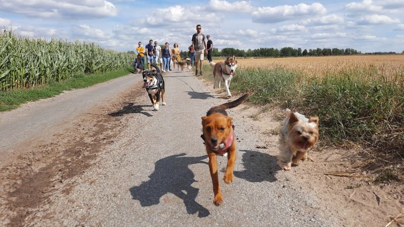 Dog Harmonie Education — dogsitter à Valenciennes