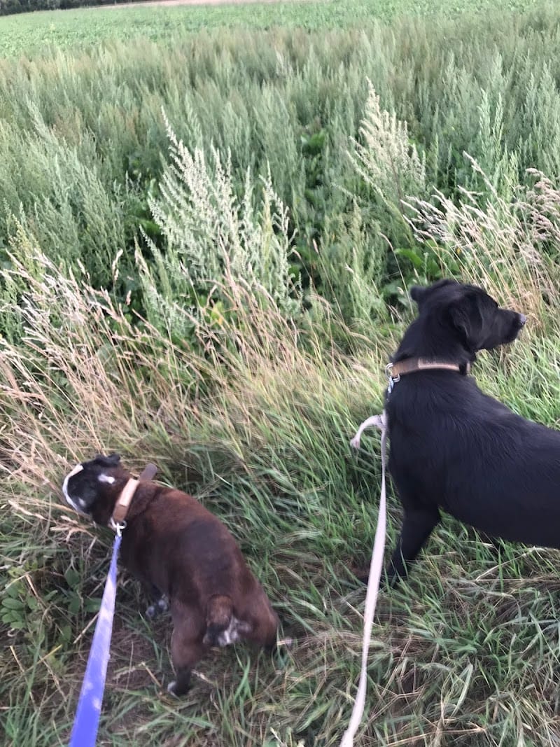 Dog Holliday- Visites à votre domicile chats/chiens/nacs et promenades canines — dogsitter à Douai