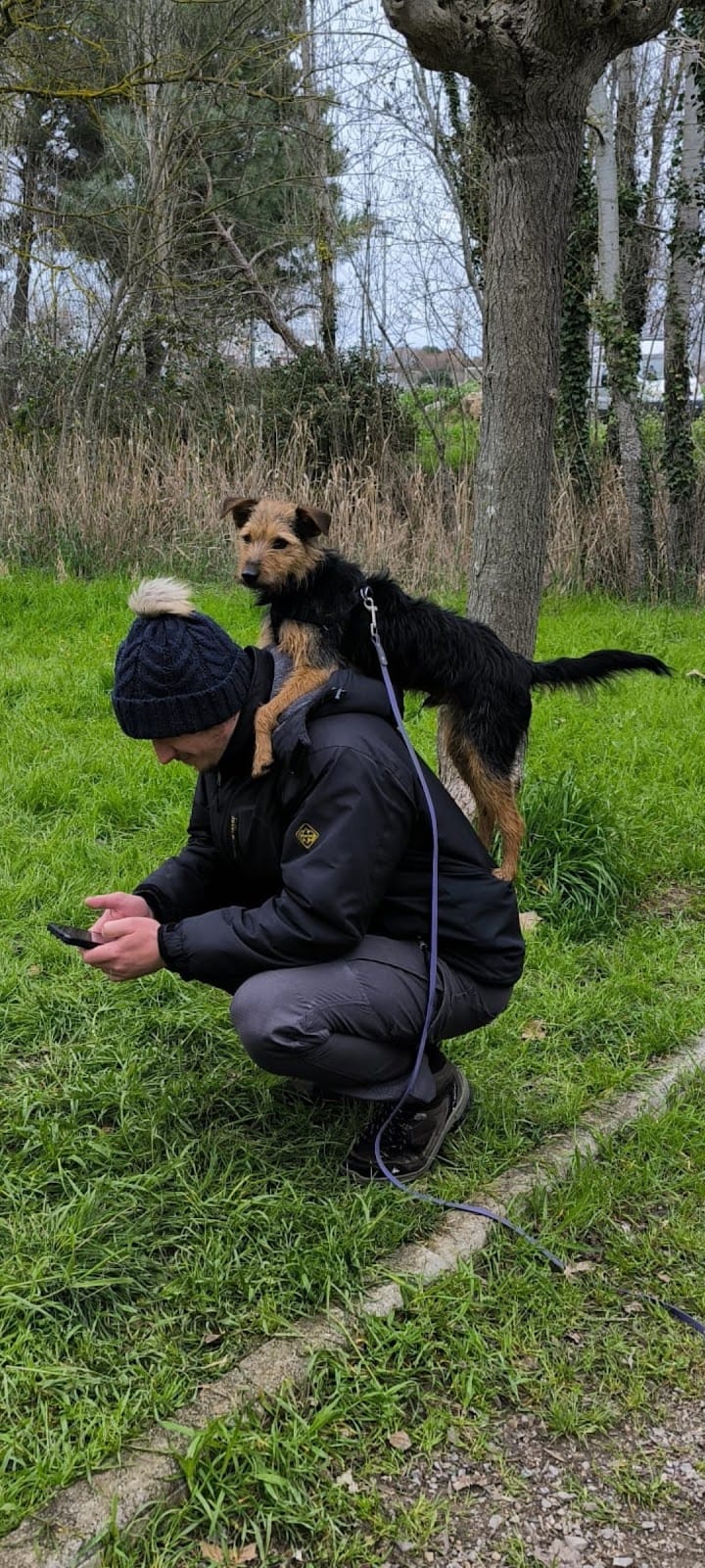 Dog'In — dogsitter à Montpellier